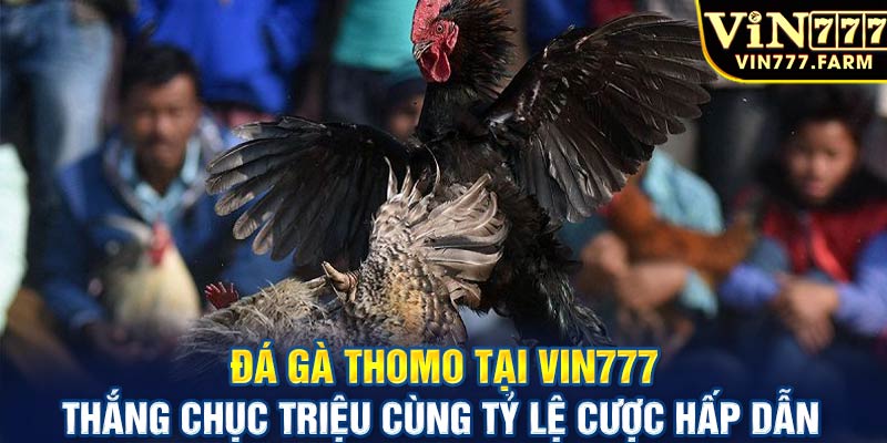 Đá gà thomo tại Vin777 thắng chục triệu cùng tỷ lệ cược hấp dẫn