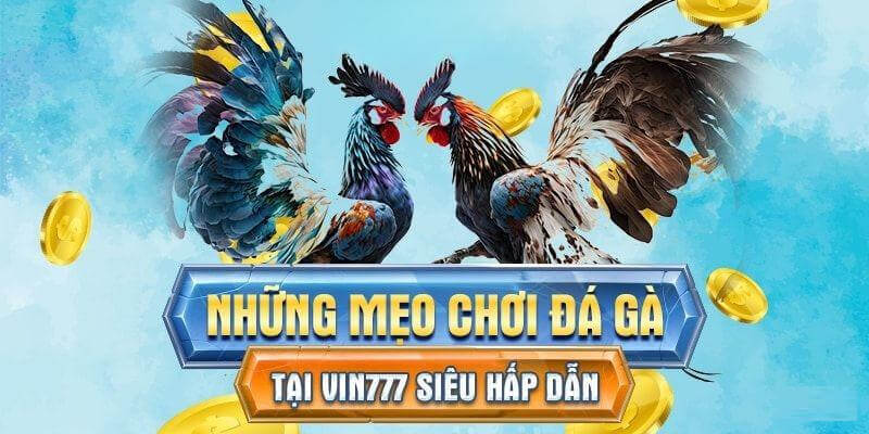 Mẹo tham gia đá gà Vin777 siêu hiệu quả cho người mới